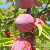 آلو کالیفرنیا درجه یک