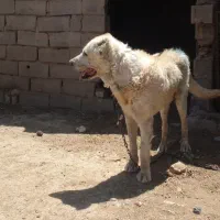 سگ نر