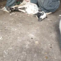 تعداد 65راس شک دو دندان بابت داشت