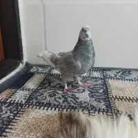 کفتر