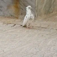 گفتر به شرط