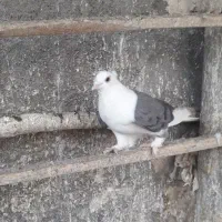 کبوتر