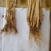 کود ارگانیک برای افزایش تناژ و کیفیت محصولات شما