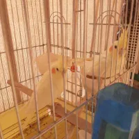 تعدادی عروس هلندی