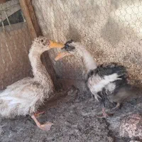 اردک|حیوانات مزرعه|زاهدان, |دیوار