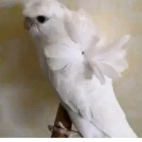 مرغ عشق پروانه ماده