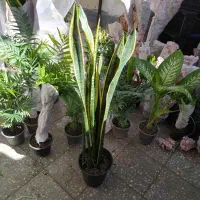 گل سانسوریا ریشه پرس پر 350