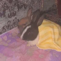 خرگوش|موش و خرگوش|رودان, |دیوار
