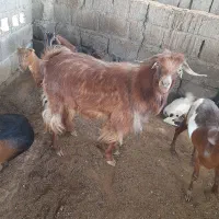 فروش کهر نر