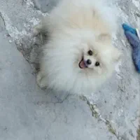 دامپزشکی سیار