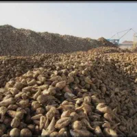 فروش چغندر قند و ذرت علوفه ای برای دام