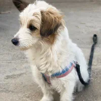 سگ خانگی بسیار باهوش