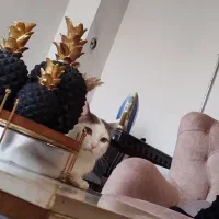 واگذاری گربه یک ساله