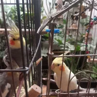 عروس هلندی جفت با جوجه ها