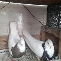طوقی و پلاکی