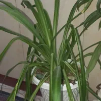 گل طبیعی|گل و گیاه طبیعی|پاکدشت, خاتون آباد|دیوار