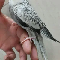 طوطی عروس هلندی تازه دون خور