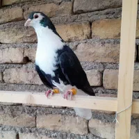۷ تا کبوتر رنگی نر شازده ساده سیاه کاکلی دم سفید