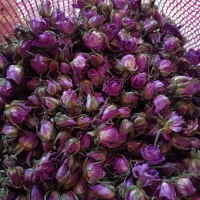 گل محمدی