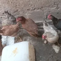 مرغ وخرس محلی