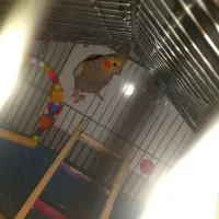 عروس هلندی ماده