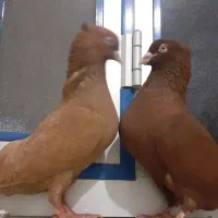 سرخ و زرد کاکلی خوشگل و خاص. درشت، چش و نوک سفید