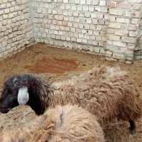 دام|حیوانات مزرعه|نیشابور, امام خمینی|دیوار