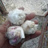 سیر علفی