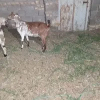 بز کهره ماده دورگ الپاین
