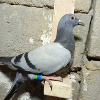 کبوتر|پرنده|زابل, |دیوار