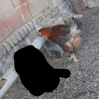 خروس برهما پا پرجوان حدود ۴ یا ۵ ماهه