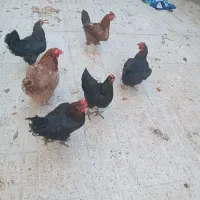 مرغ پرتخم جوان و سالم