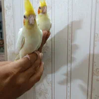 جوجه عروس هلندی لوتینو