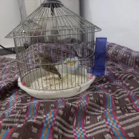 جوجه جعل شاه تخم