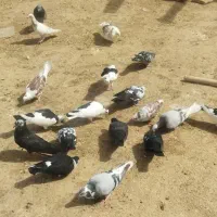 کبوتر