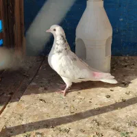 کفتر