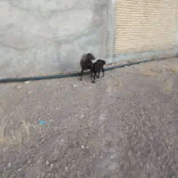 میش افشار بره دار
