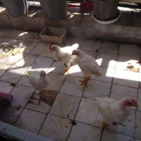 جوجه