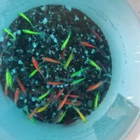 ماهی کالرویدو . فایتر نر و ماده