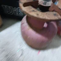 پیک نیک سالم