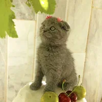 واگزاری گربه دبل فولد