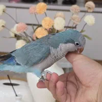 راهب فیروزه ای