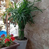 گل طبیعی مرداب