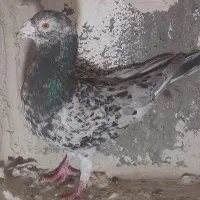 کبوتر معاوضه با مرغ