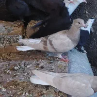 جوجه دم سفید و کله سفید