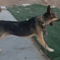 سگ گرگی سگ نگهبانی
