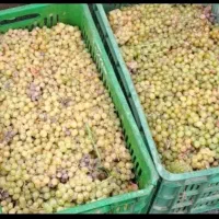 انگور و گیله مخصوص دوشاب و کشمش 65ت