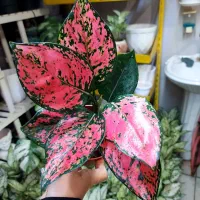 گل های گوناگون رنگی رنگی درگلکده زینب