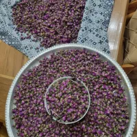 غنچه گل محمدی