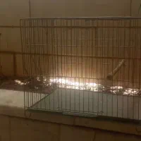 قفس پرنده